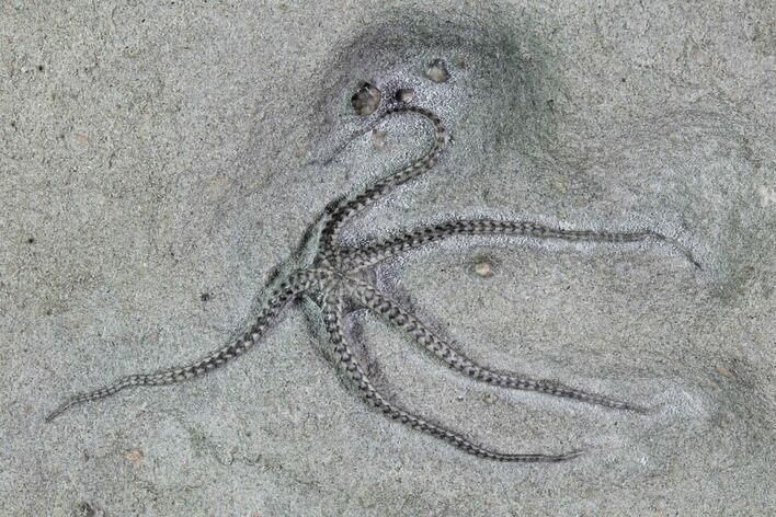 Beautiful, Jurassic Brittle Star (Palaeocoma) - Lyme Regis #93974